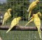 Kis sándor papagájok sárgák