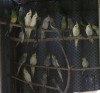 Nimfa papagáj fiókák 